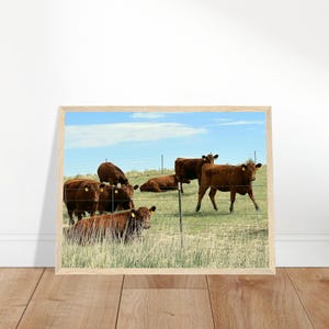 Hello Cows 3 - Stampa di mucca, foto di mucca, foto di amanti degli animali, cowboy, stampa del Colorado - Poster con cornice in legno su carta semilucida classica