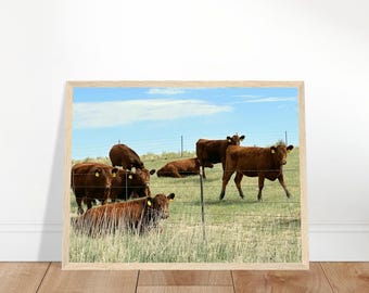 For Cattle Lovers Curious Cows Framed Photo Modern Ranch Wall Art, Colorado Pasture