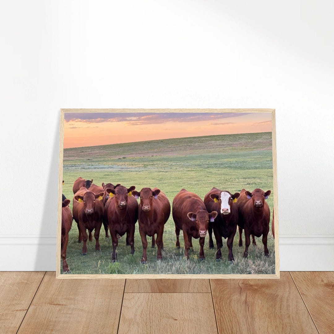 Cows and Sunset Print: Colorado Farmhouse Wall Art, FRAMED RUSTIC ...