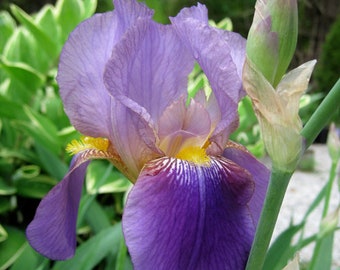 Purple Iris