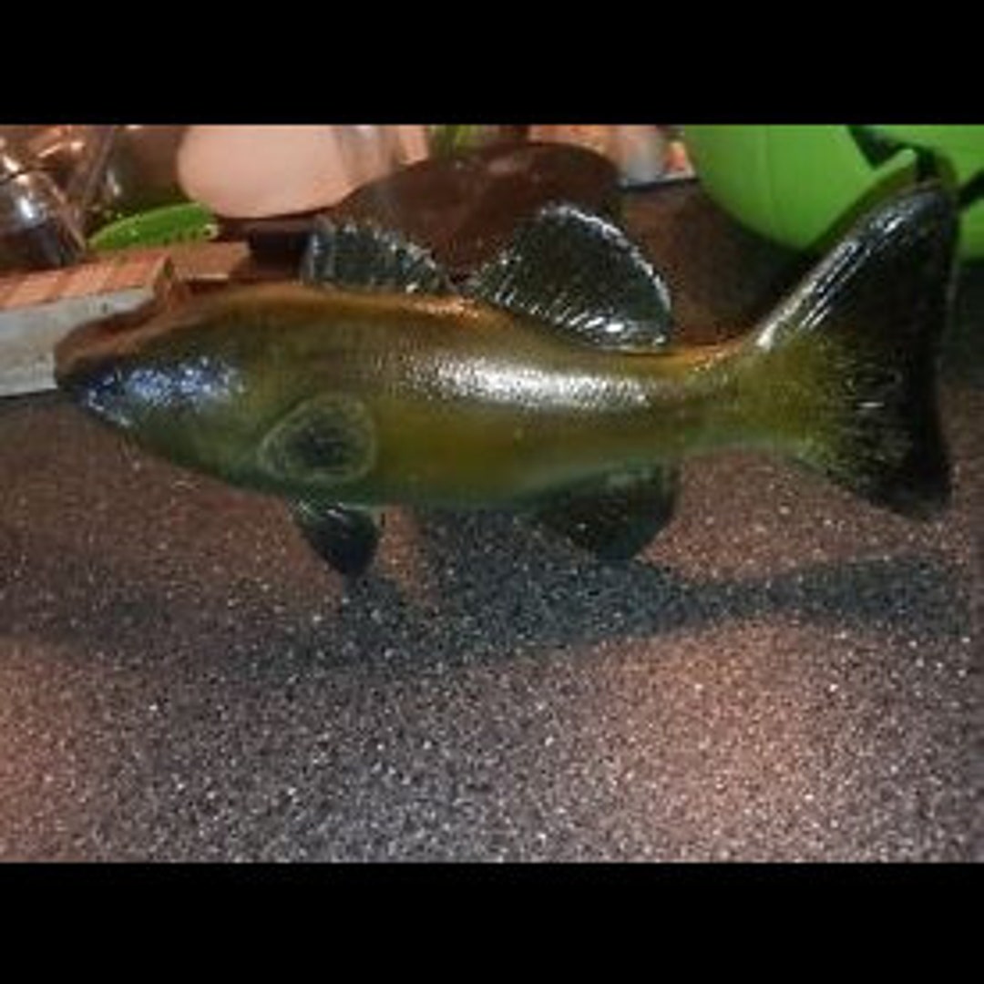 Bass Replica Half Cast - Etsy