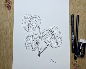 Cheese Plant (Monstera) Drawing