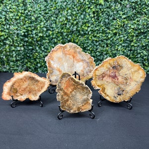 Petrified Wood Slabs