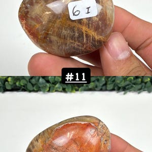 Petrified Wood Small Palm Stone | You Pick | Protection & Grounding #11