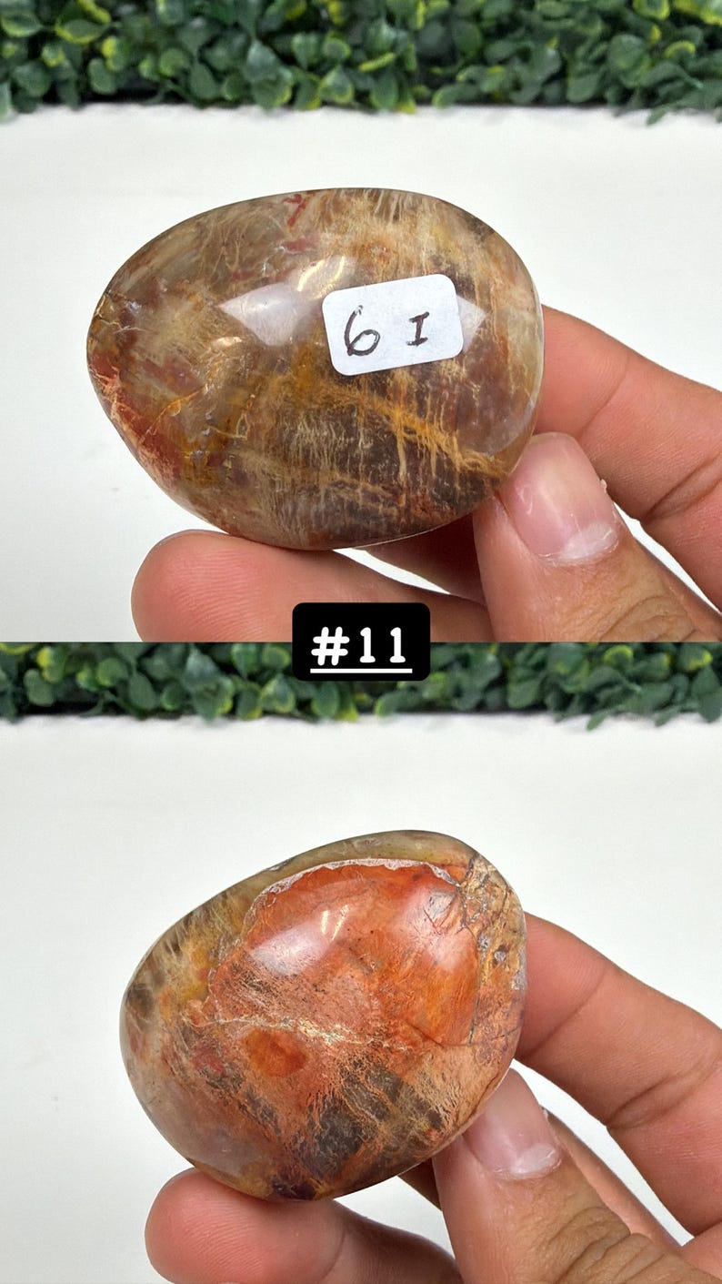Petrified Wood Small Palm Stone | You Pick | Protection & Grounding #11