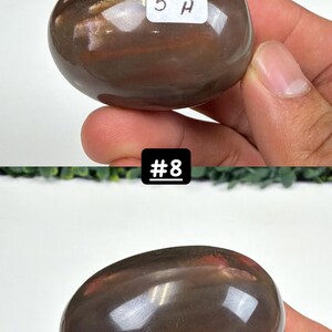 Petrified Wood Small Palm Stone | You Pick | Protection & Grounding #8