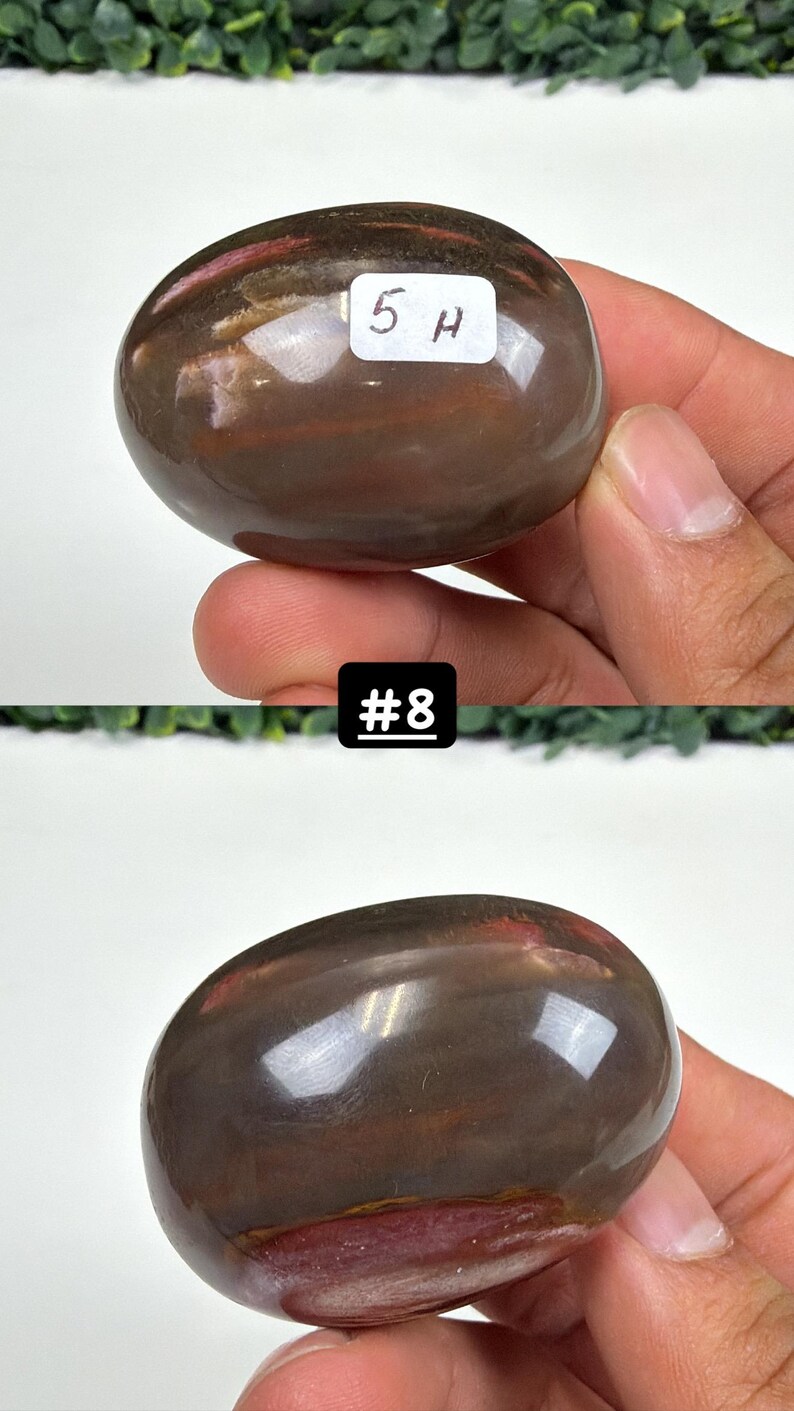 Petrified Wood Small Palm Stone | You Pick | Protection & Grounding #8