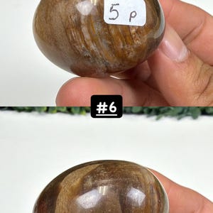 Petrified Wood Small Palm Stone | You Pick | Protection & Grounding #6
