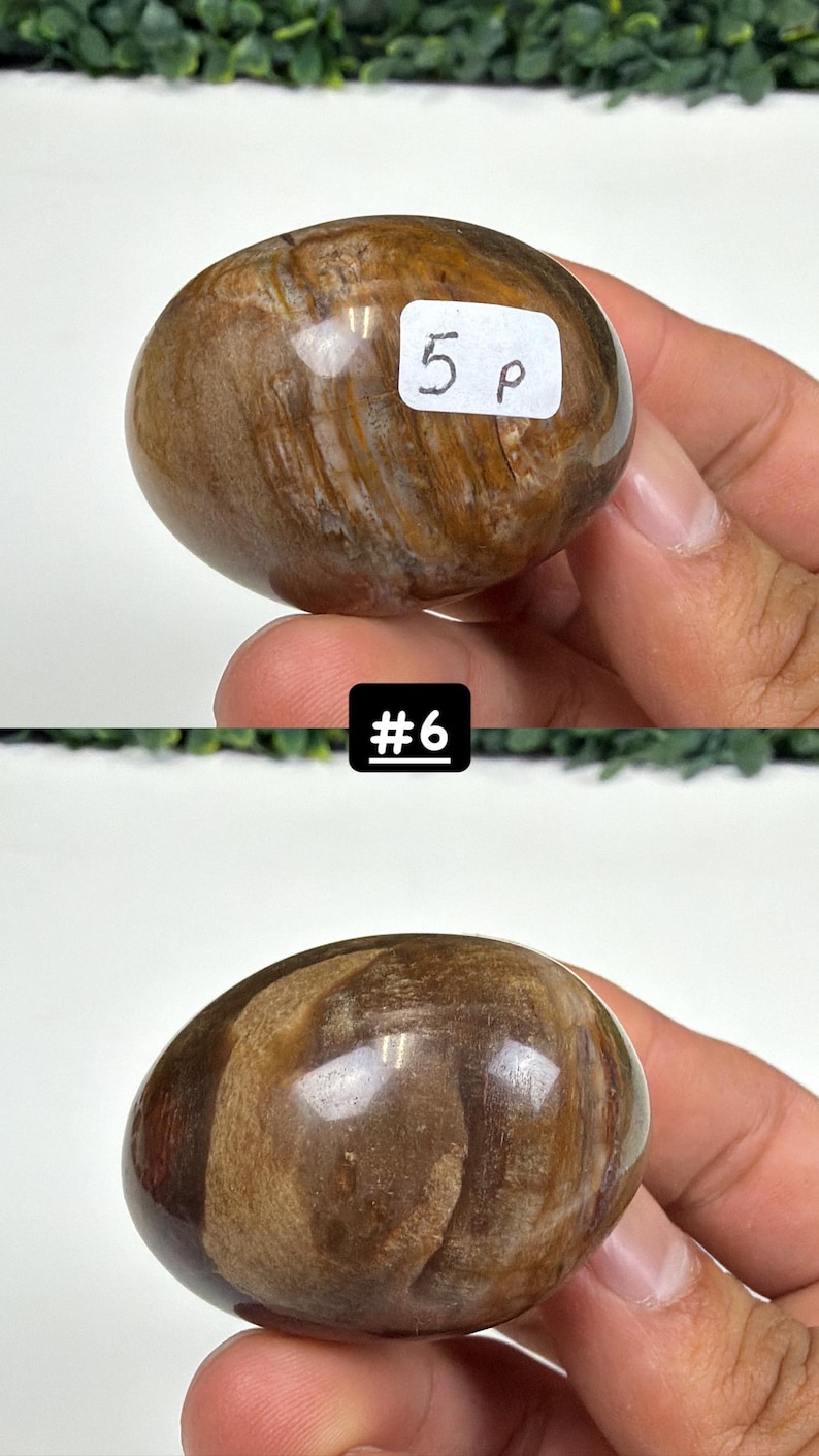 Petrified Wood Small Palm Stone | You Pick | Protection & Grounding #6