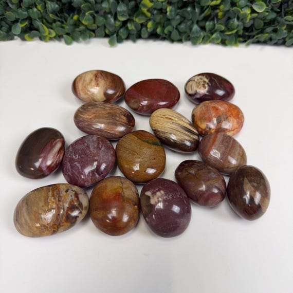 Petrified Wood Small Palm Stone | You Pick | Protection & Grounding