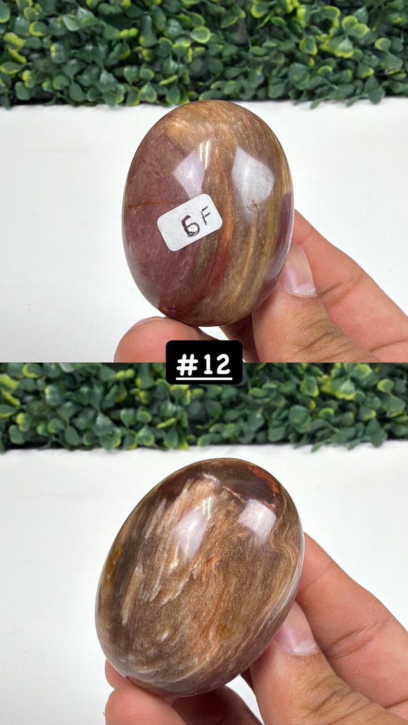 Petrified Wood Small Palm Stone | You Pick | Protection & Grounding #12