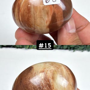 Petrified Wood Small Palm Stone | You Pick | Protection & Grounding #15
