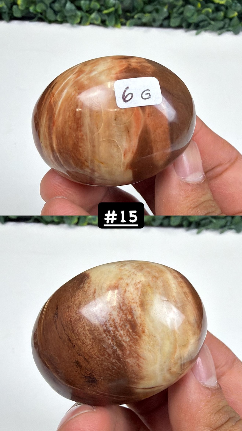 Petrified Wood Small Palm Stone | You Pick | Protection & Grounding #15