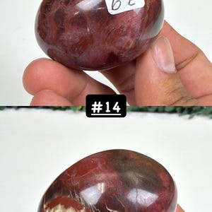 Petrified Wood Small Palm Stone | You Pick | Protection & Grounding #14