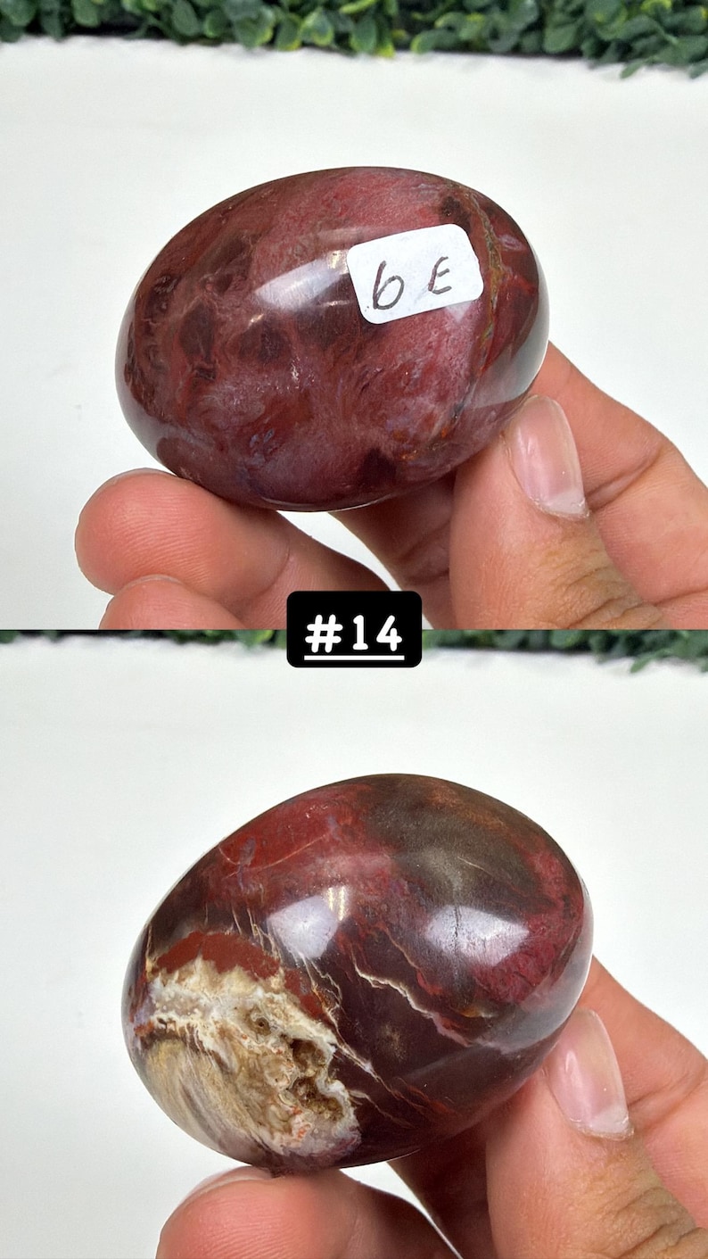 Petrified Wood Small Palm Stone | You Pick | Protection & Grounding #14