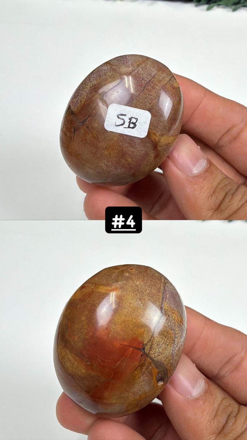 Petrified Wood Small Palm Stone | You Pick | Protection & Grounding #4