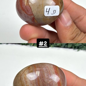 Petrified Wood Small Palm Stone | You Pick | Protection & Grounding #2