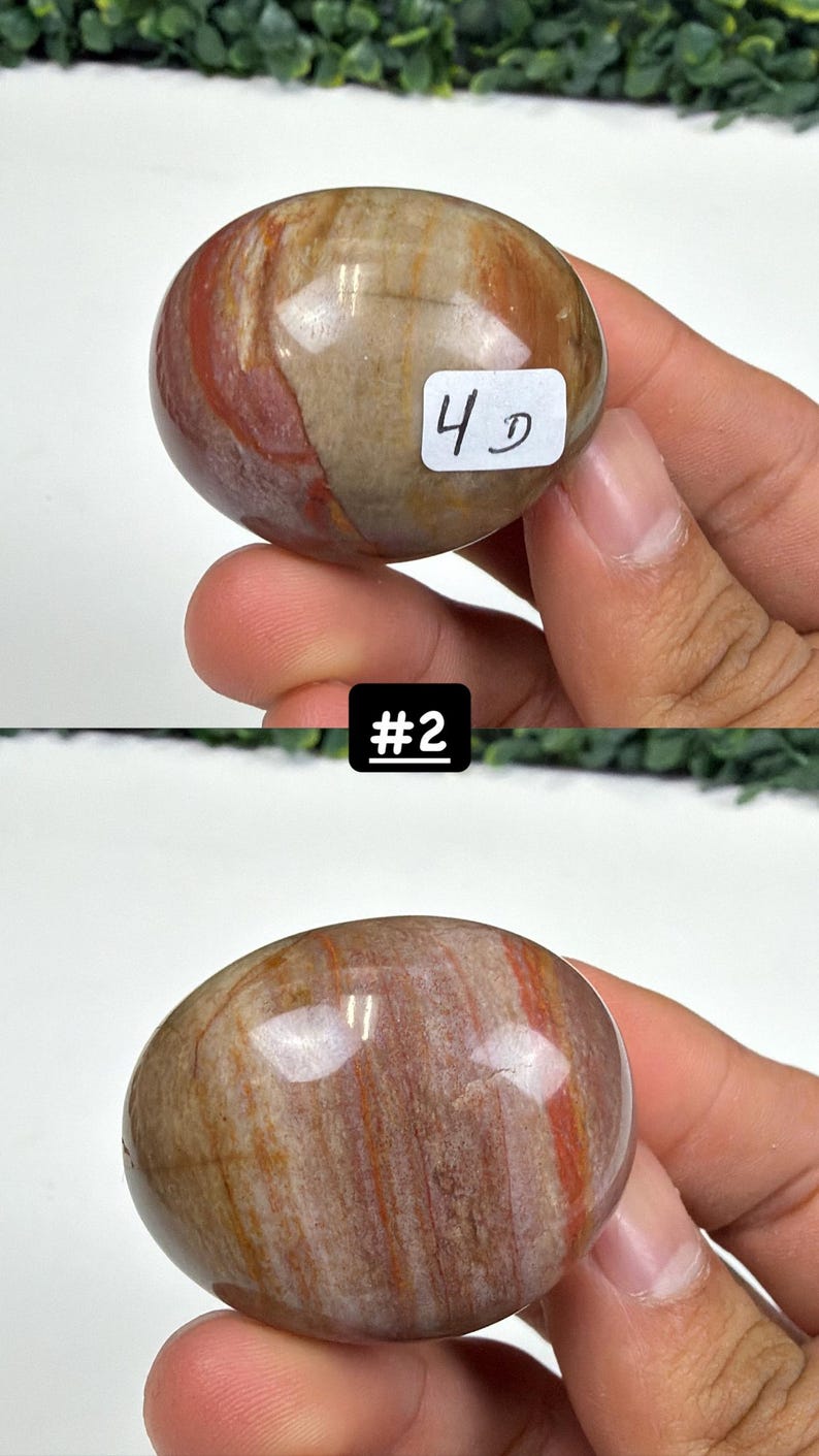 Petrified Wood Small Palm Stone | You Pick | Protection & Grounding #2