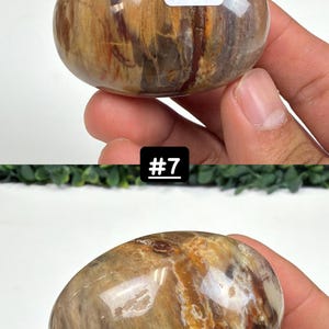 Petrified Wood Small Palm Stone | You Pick | Protection & Grounding #7