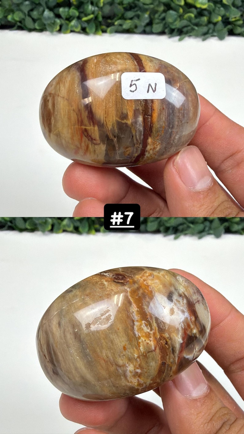 Petrified Wood Small Palm Stone | You Pick | Protection & Grounding #7