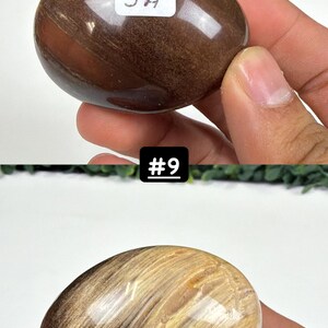 Petrified Wood Small Palm Stone | You Pick | Protection & Grounding #9