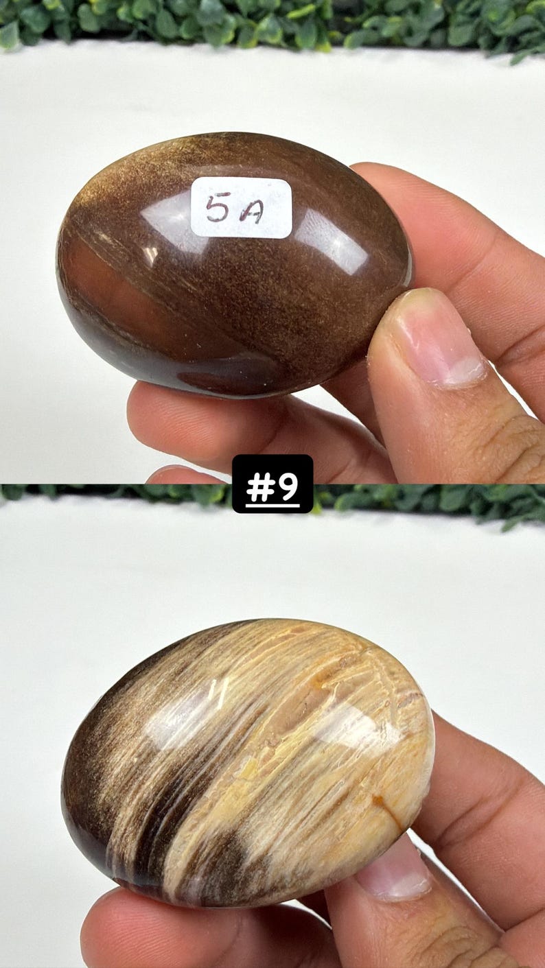 Petrified Wood Small Palm Stone | You Pick | Protection & Grounding #9