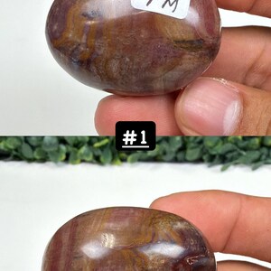 Petrified Wood Small Palm Stone | You Pick | Protection & Grounding #1