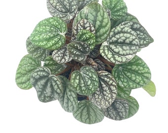 Peperomia Burbella, 4 inch, Rare Caperata Pep, Radiator Plant, Indoor houseplant