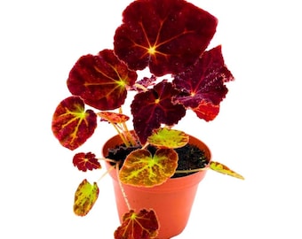 Begonia Madame O&#39;Reilly, 4 inch Deep Orange Reddish Purple Rhizomatous Rhizo