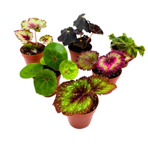 Harmony's Begonia Rex Assortment, 2 inch 6 Different Colorful Rex Begonias