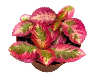 Episcia Pink Dreams Rare Variegated Flame Violet Flowering Gesneriad