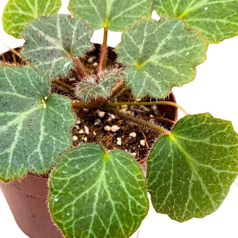 Strawberry Begonia 2 inch Saxifraga stolonifera Creeping Saxifrage Legacy Heritage Plant