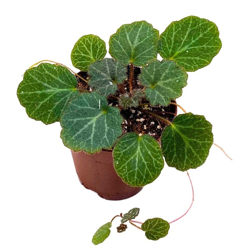 Strawberry Begonia 2 inch Saxifraga stolonifera Creeping Saxifrage Legacy Heritage Plant