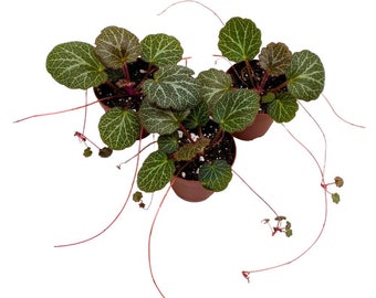 Strawberry Begonia 2 inch Set of 3 Creeping Saxifraga stolonifera