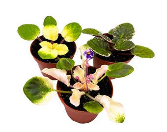Harmony's Variegated African Violet Assortment, 4 inch set of 3, Rare Saintpaulia Violets Gesneriads