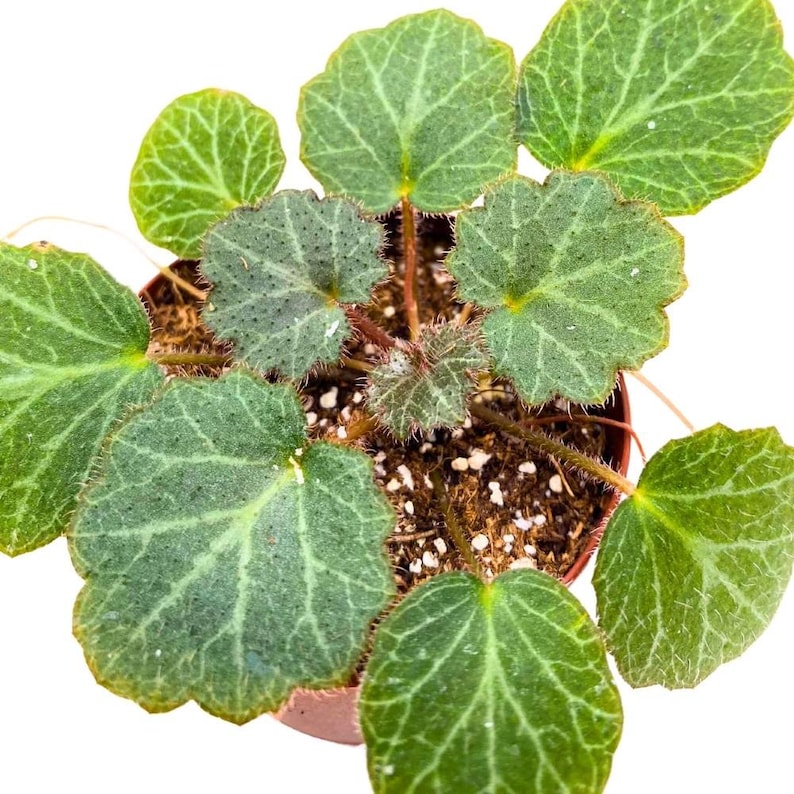 Strawberry Begonia 2 inch Saxifraga stolonifera Creeping Saxifrage Legacy Heritage Plant