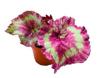 Harmony's Mellow Yellow 4 inch Begonia Rex Bright Pink center and band large leaf