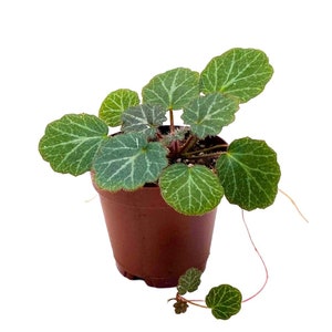 Strawberry Begonia 2 inch Saxifraga stolonifera Creeping Saxifrage Legacy Heritage Plant