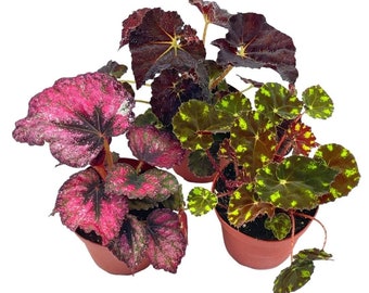 Harmony's Begonia Rex Assortment, Warm Colorful Summer, 4 inch, Set of 3, Painted-Leaf Begonia, Variegated