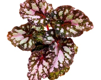 Harmony&#39;s Twisted Sister Begonia Rex, 4 inch Pink Blush with Spotty White Dots