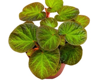 Begonia Manaus, 4 inch Rhizomatous Rhizo Green Orange Brown Fuzzy Leaves