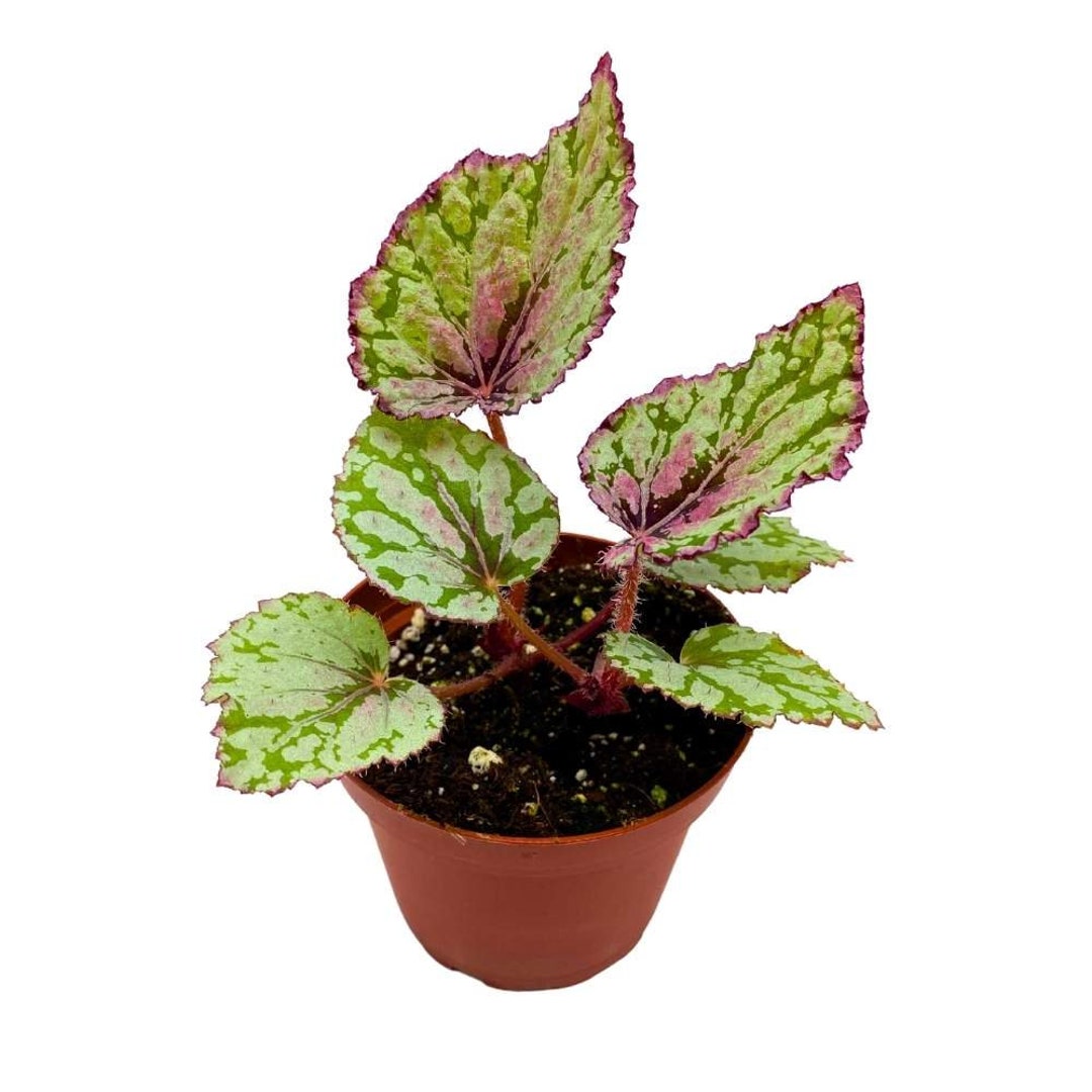 Harmony's Ember Begonia Rex 4 Inch White Flame Shaped Leaf - Etsy