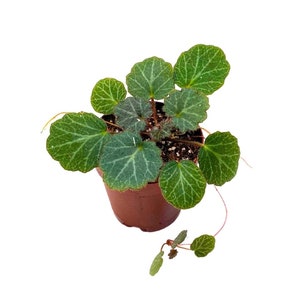 Strawberry Begonia 2 inch Saxifraga stolonifera Creeping Saxifrage Legacy Heritage Plant