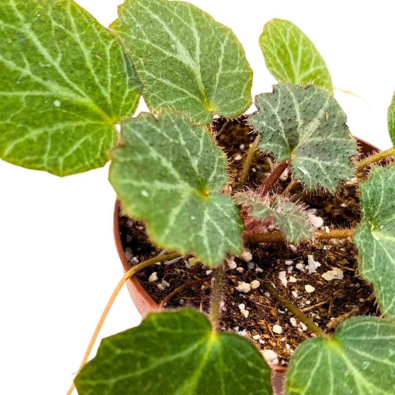 Strawberry Begonia 2 inch Saxifraga stolonifera Creeping Saxifrage Legacy Heritage Plant