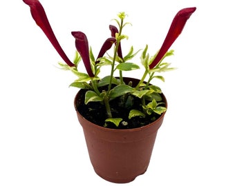 Columnea Broget Stavanger, 2 inch, goldfish plant, lipstick plant, red flower