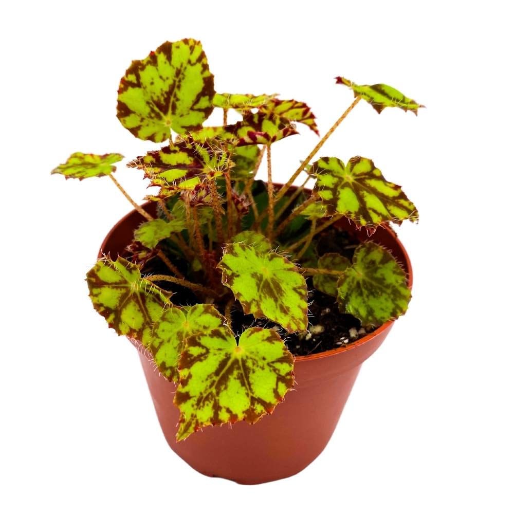 Tiger Kitten 4 inch Rhizomatous Begonia Rhizo Yellow Red Mini Leaves