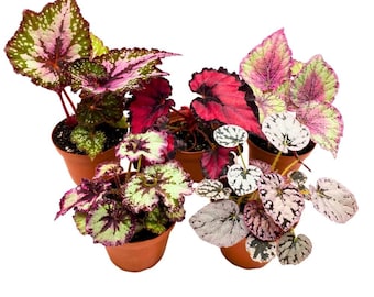 Harmony&#39;s Begonia Rex Assortment, 4 inch 5 Different Colorful Rex Begonias
