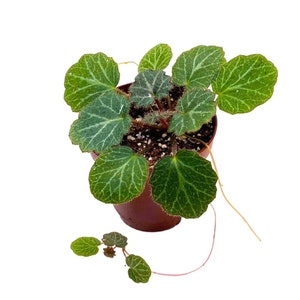 Strawberry Begonia 2 inch Saxifraga stolonifera Creeping Saxifrage Legacy Heritage Plant