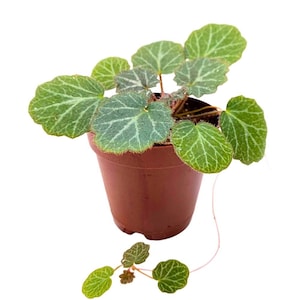 Strawberry Begonia 2 inch Saxifraga stolonifera Creeping Saxifrage Legacy Heritage Plant