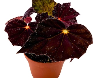 Begonia Night Eyes 4 inch Rhizomatous